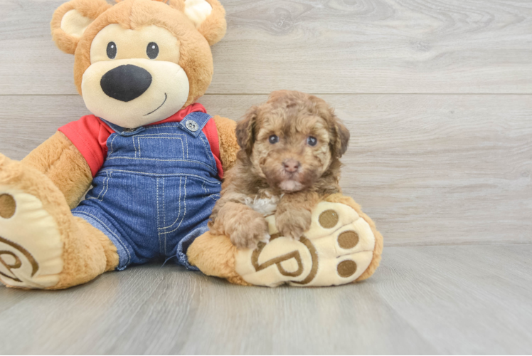 Havapoo Puppy for Adoption