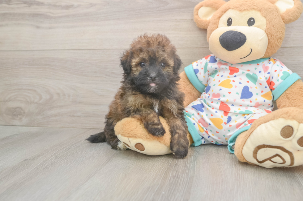 Energetic Havadoodle Poodle Mix Puppy