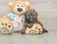 8 week old Havapoo Puppy For Sale - Simply Southern Pups