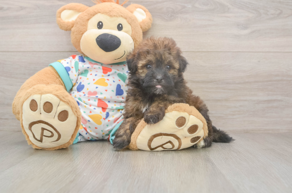 5 week old Havapoo Puppy For Sale - Simply Southern Pups