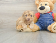 9 week old Havapoo Puppy For Sale - Simply Southern Pups