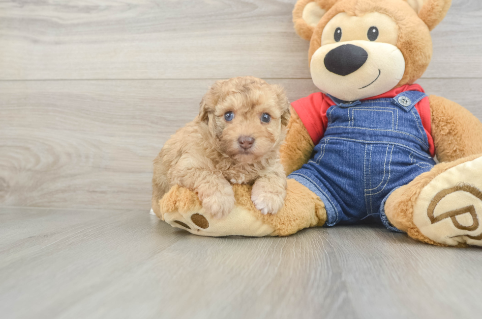 5 week old Havapoo Puppy For Sale - Simply Southern Pups