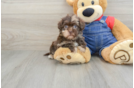 Adorable Havadoodle Poodle Mix Puppy