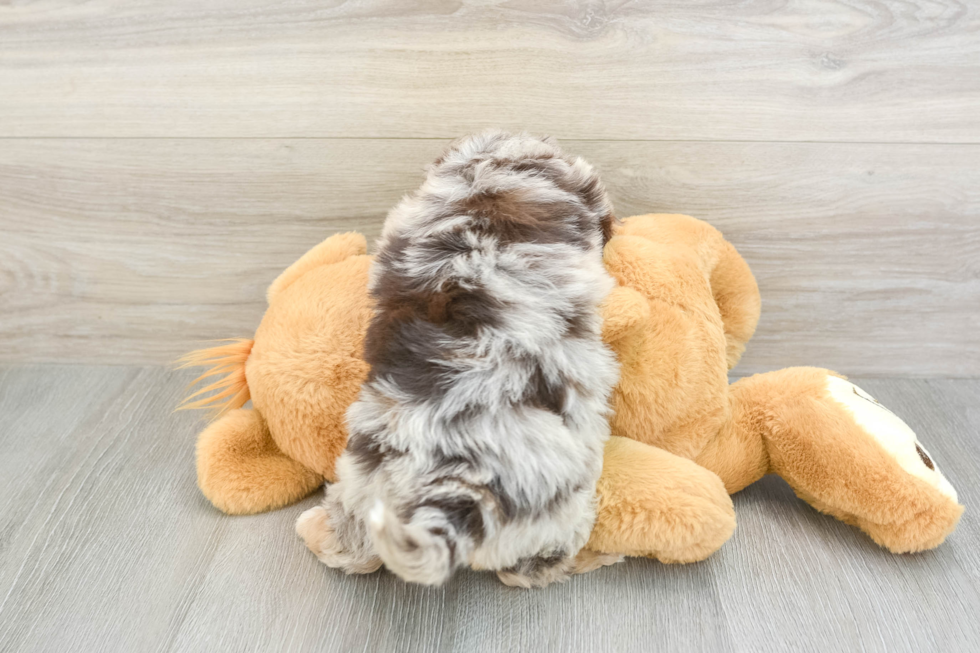 Smart Havapoo Poodle Mix Pup
