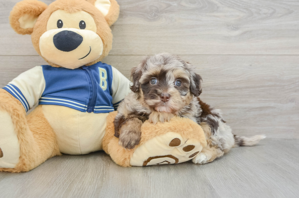 6 week old Havapoo Puppy For Sale - Simply Southern Pups