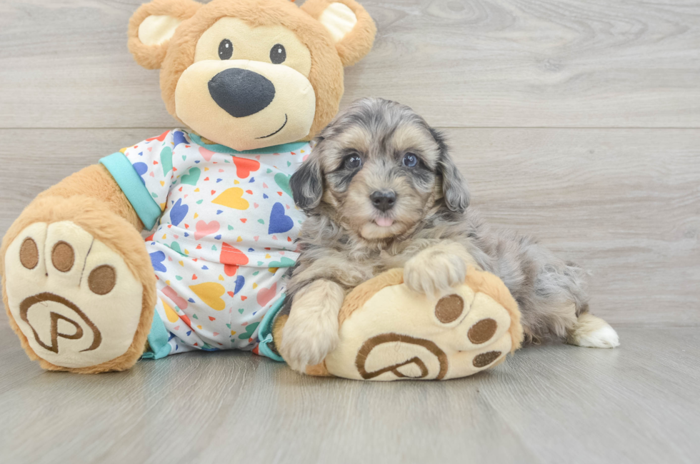 6 week old Havapoo Puppy For Sale - Simply Southern Pups