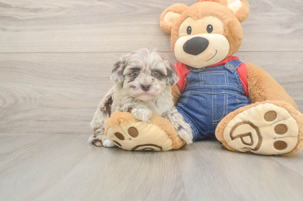 6 week old Havapoo Puppy For Sale - Simply Southern Pups