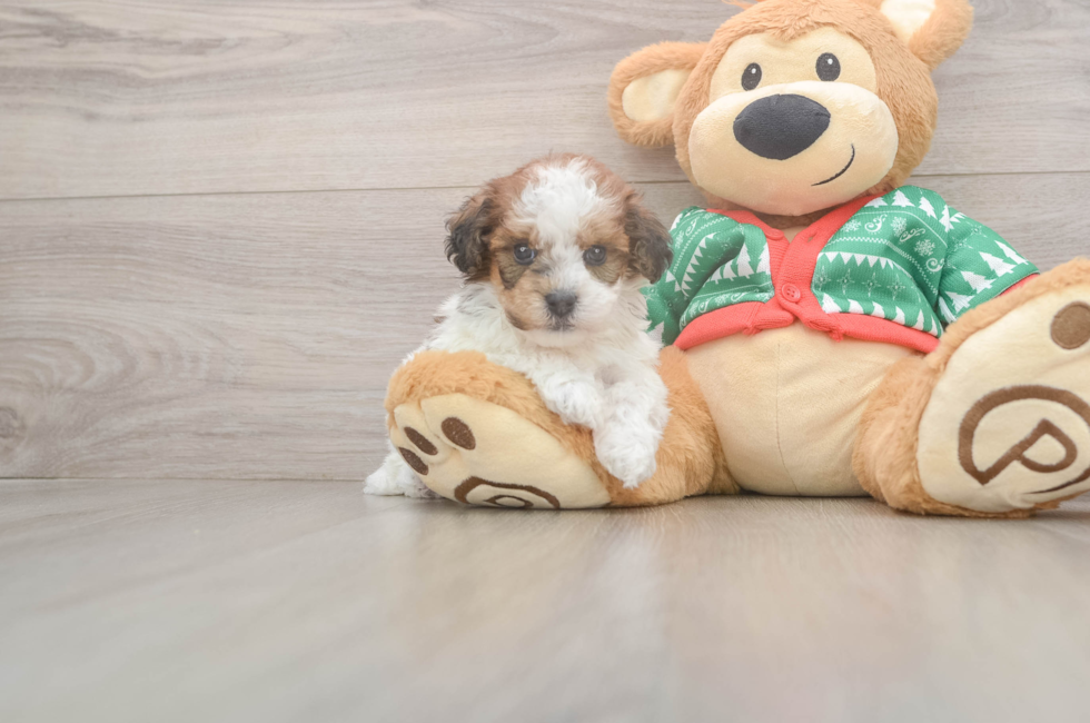 5 week old Havapoo Puppy For Sale - Simply Southern Pups