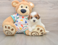 8 week old Havapoo Puppy For Sale - Simply Southern Pups