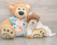 8 week old Havapoo Puppy For Sale - Simply Southern Pups