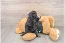 Petite Havapoo Poodle Mix Pup