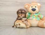 6 week old Havapoo Puppy For Sale - Simply Southern Pups