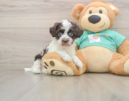 8 week old Havapoo Puppy For Sale - Simply Southern Pups