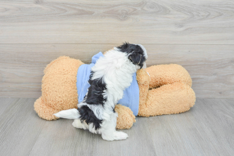Cute Havapoo Baby