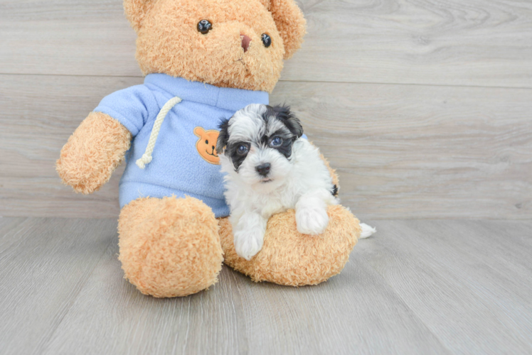 Fluffy Havapoo Poodle Mix Pup