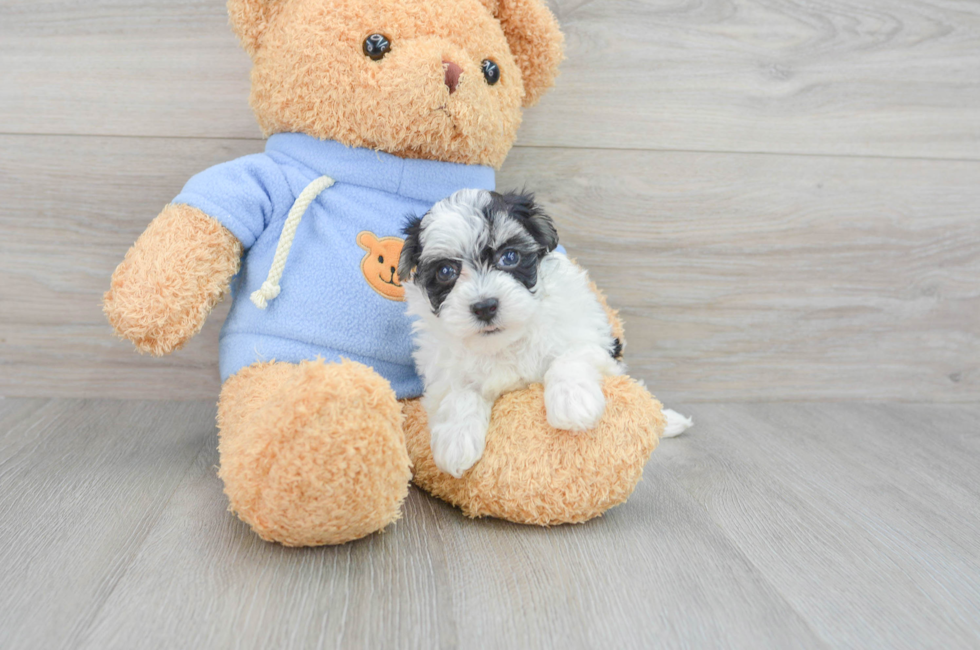 8 week old Havapoo Puppy For Sale - Simply Southern Pups