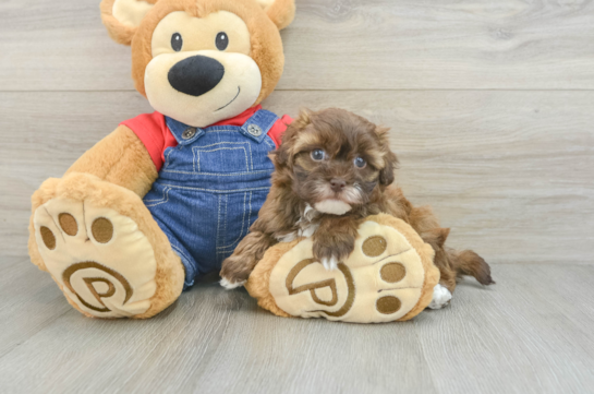 Adorable Havadoodle Poodle Mix Puppy