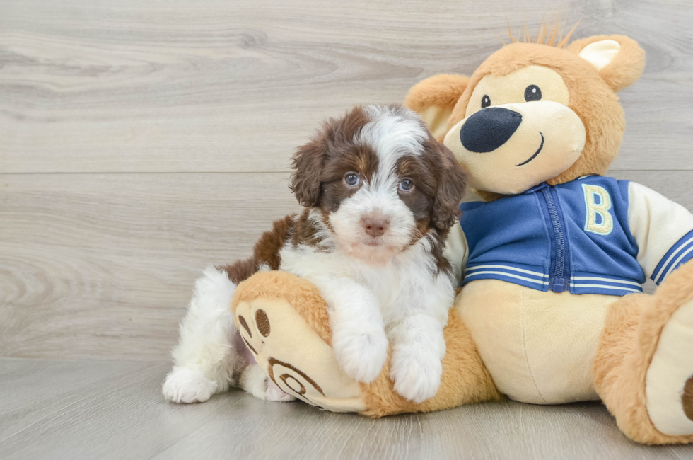 6 week old Havapoo Puppy For Sale - Simply Southern Pups
