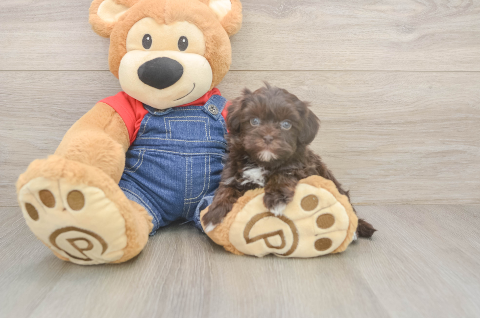6 week old Havapoo Puppy For Sale - Simply Southern Pups