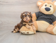 7 week old Havapoo Puppy For Sale - Simply Southern Pups
