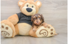 Small Havapoo Baby