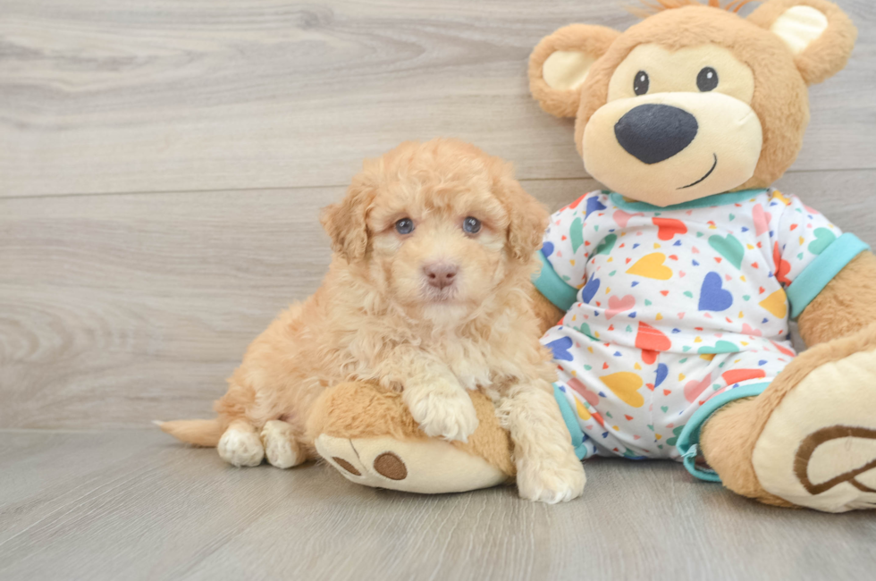 6 week old Havapoo Puppy For Sale - Simply Southern Pups