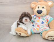 8 week old Havapoo Puppy For Sale - Simply Southern Pups