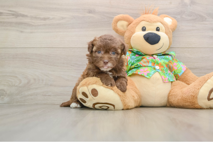 Friendly Havapoo Baby