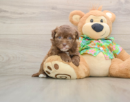 6 week old Havapoo Puppy For Sale - Simply Southern Pups