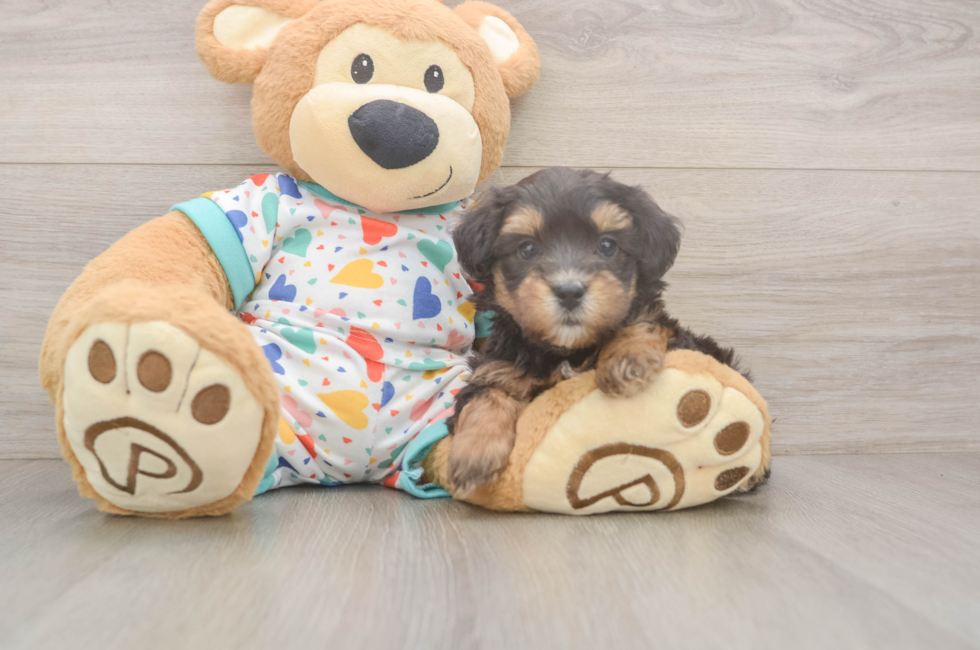 6 week old Havapoo Puppy For Sale - Simply Southern Pups