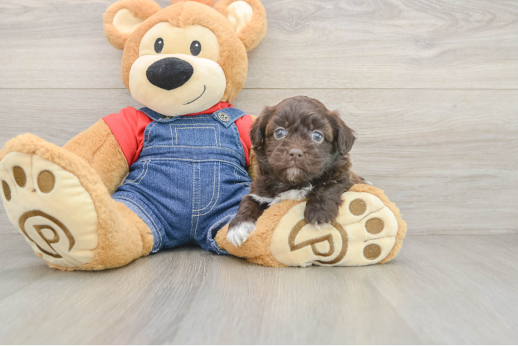 Cute Havapoo Baby