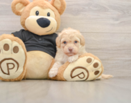7 week old Havapoo Puppy For Sale - Simply Southern Pups