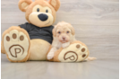 Popular Havapoo Poodle Mix Pup