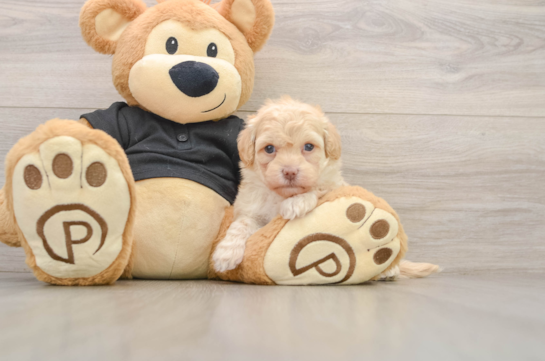 Popular Havapoo Poodle Mix Pup