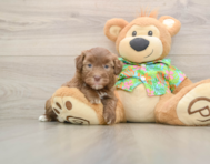 5 week old Havapoo Puppy For Sale - Simply Southern Pups
