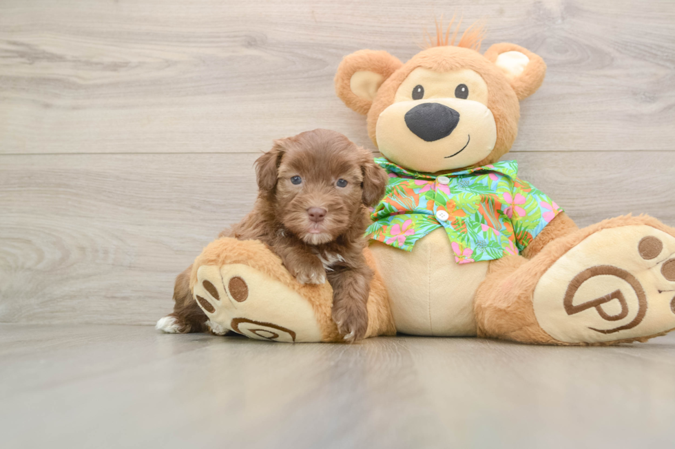 Small Havapoo Baby