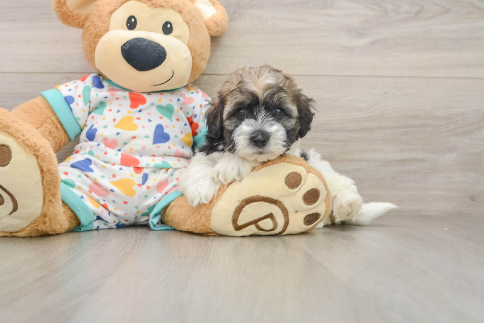 Fluffy Havapoo Poodle Mix Pup