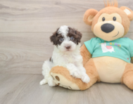 8 week old Havapoo Puppy For Sale - Simply Southern Pups