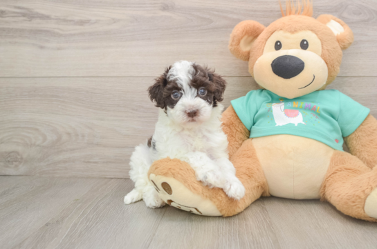 Petite Havapoo Poodle Mix Pup