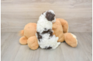 Fluffy Havapoo Poodle Mix Pup
