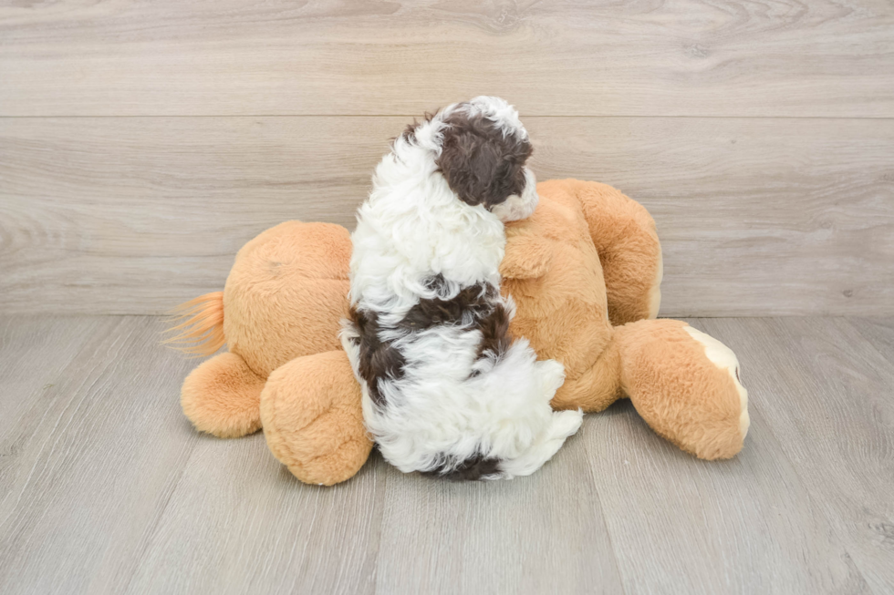 Fluffy Havapoo Poodle Mix Pup