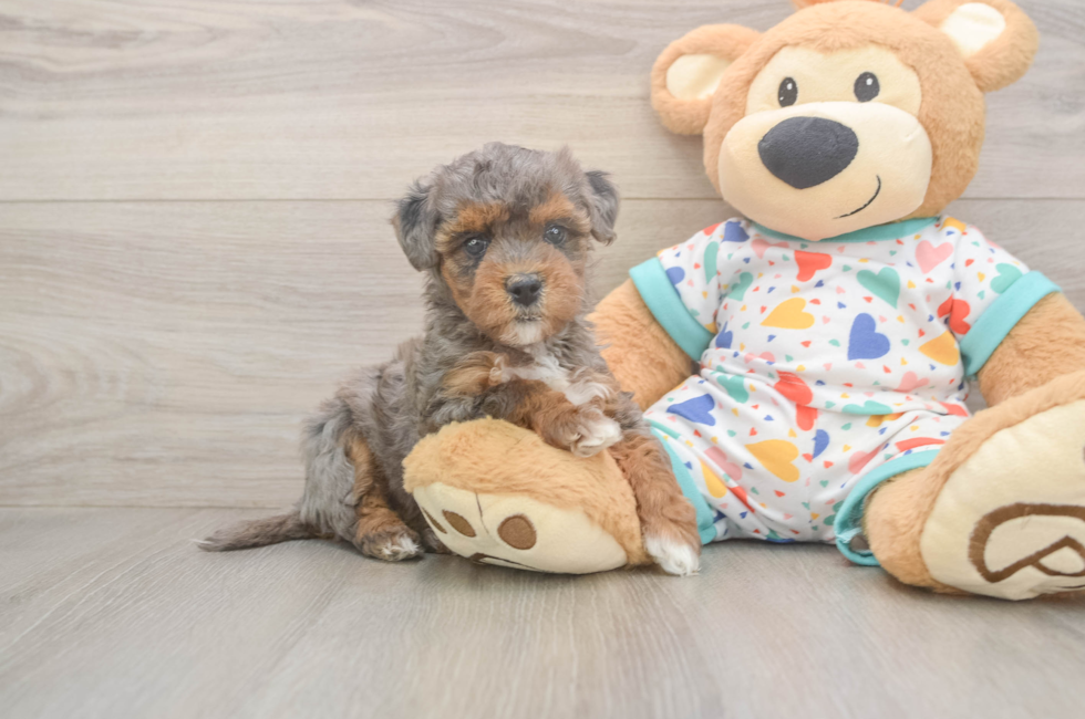 6 week old Havapoo Puppy For Sale - Simply Southern Pups