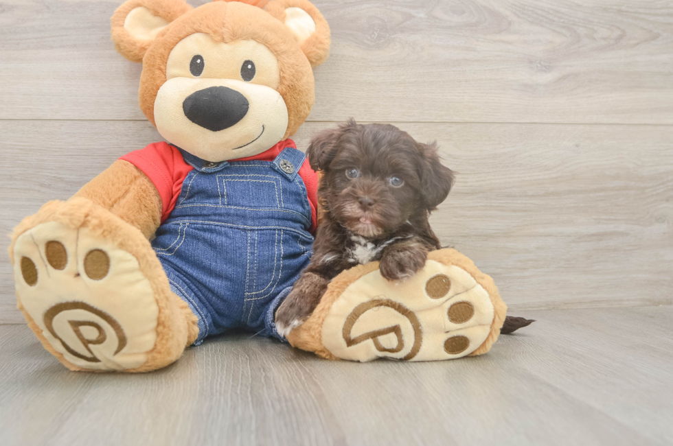 6 week old Havapoo Puppy For Sale - Simply Southern Pups