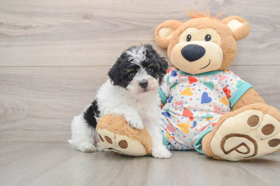 Energetic Havadoodle Poodle Mix Puppy