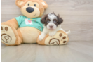 Little Havadoodle Poodle Mix Puppy