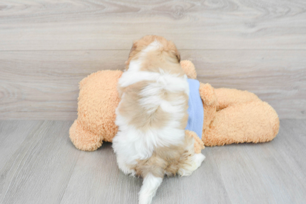 Havapoo Pup Being Cute