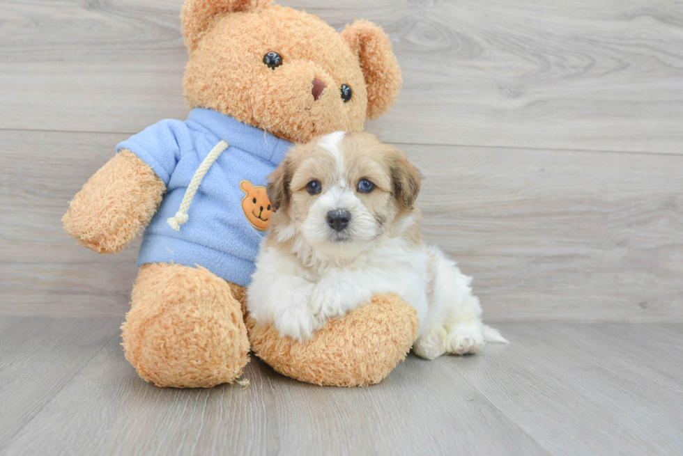 Havapoo Puppy for Adoption