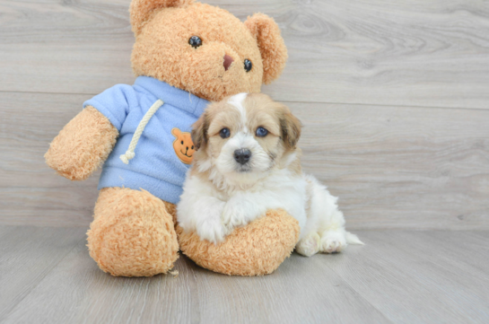 Havapoo Puppy for Adoption