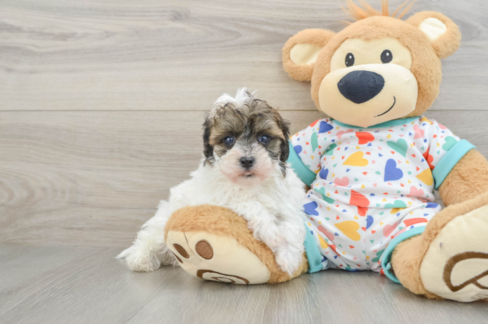 6 week old Havapoo Puppy For Sale - Simply Southern Pups