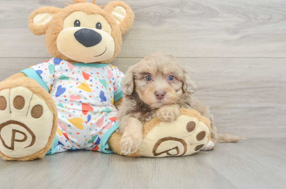 6 week old Havapoo Puppy For Sale - Simply Southern Pups